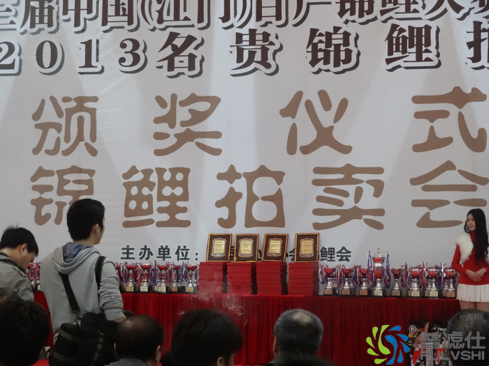 江门锦鲤大赛鳞王杯